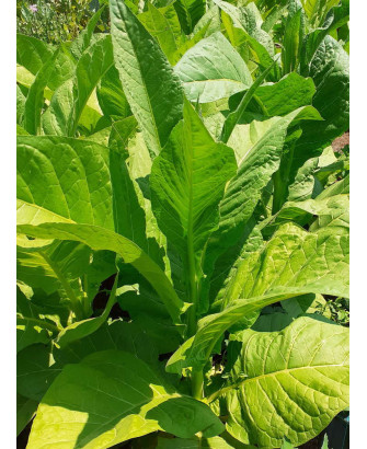 Tabaco hoja de Banana «América»