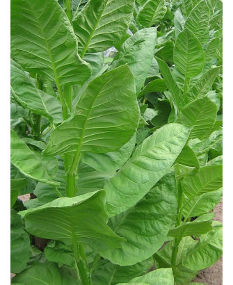 Tabaco Bursa «Turquía»