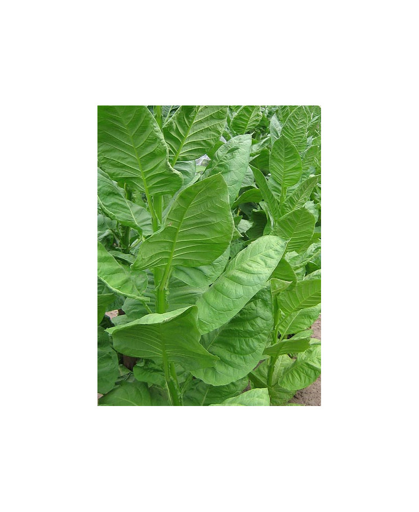 Tabaco Bursa «Turquía»