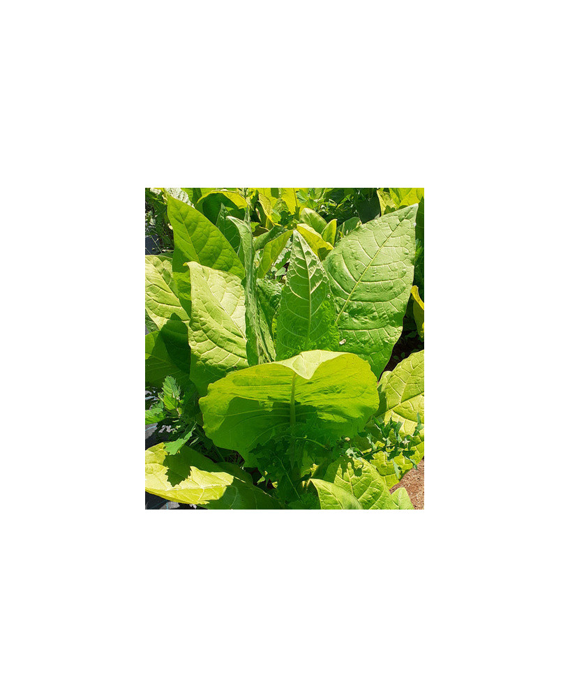 Tabaco de Crimea