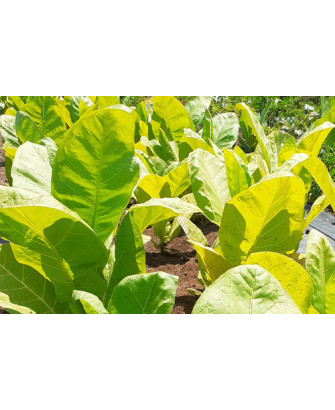Tabaco Golden Wit «EUA»