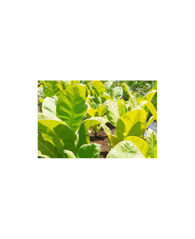 Tabaco Golden Wit «EUA»