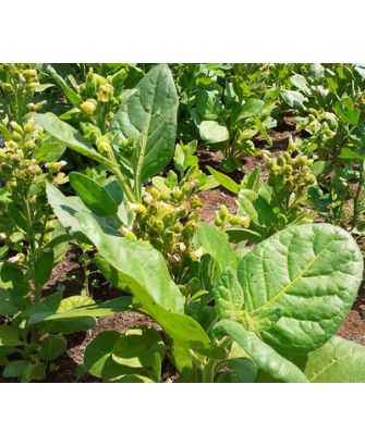 Tabaco Ceremonial Hopi