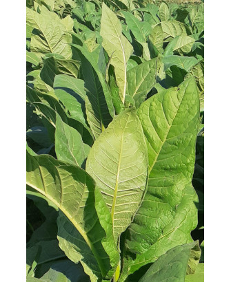 Tabaco Lemon bright