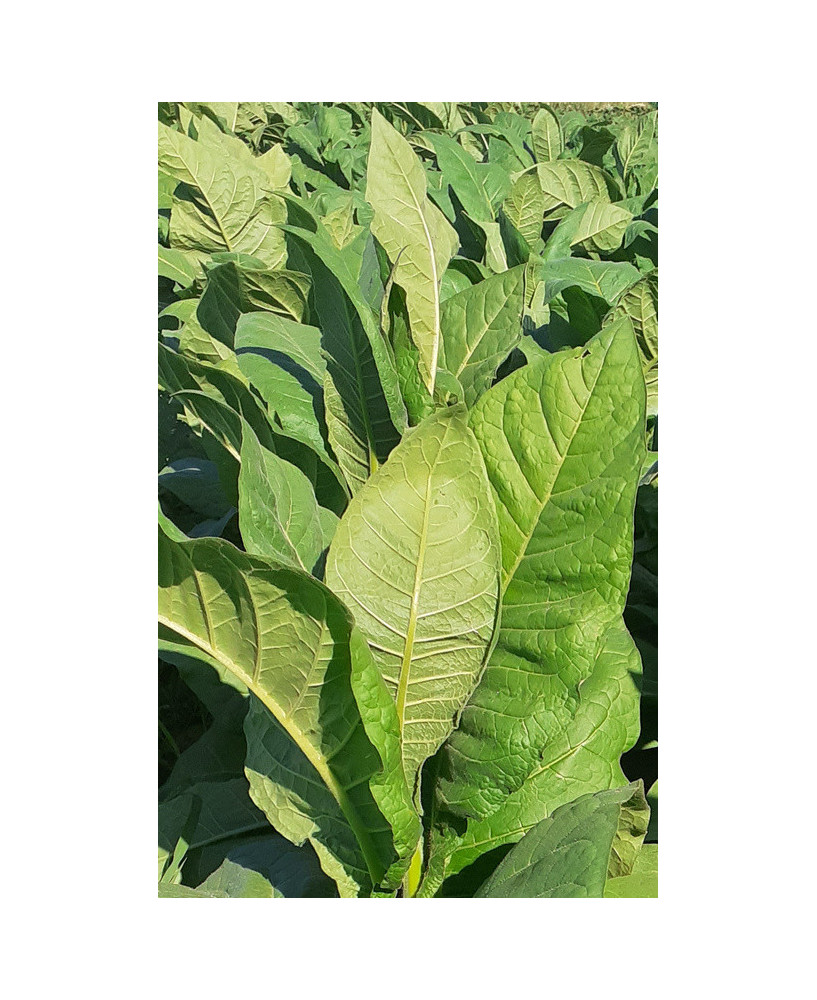 Tabaco Lemon bright