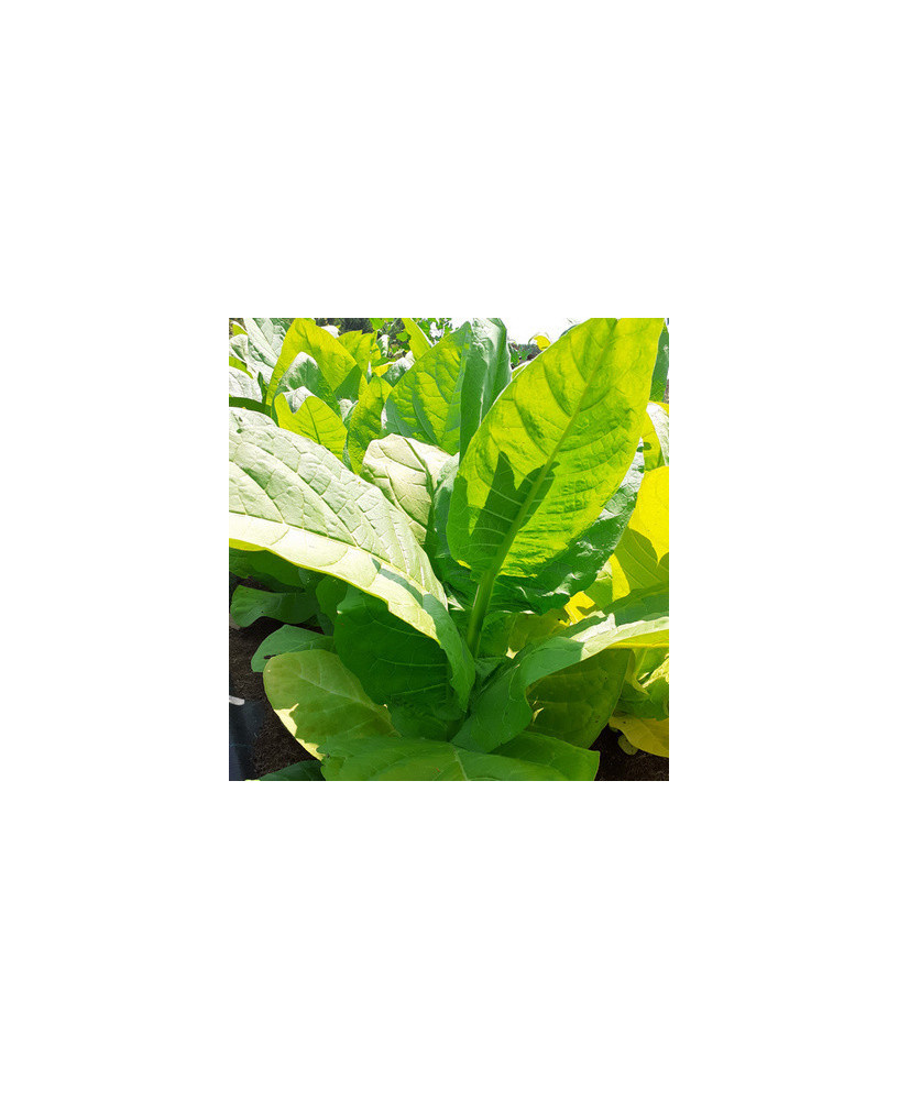 Tabaco Spectrum «Rumania»