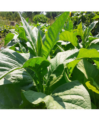 Tabaco Virginia «Bright leaf»