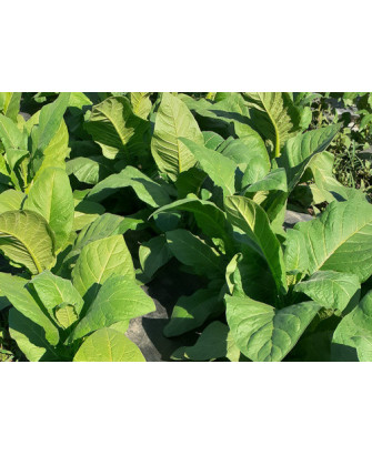 Tabaco Mamut blanco