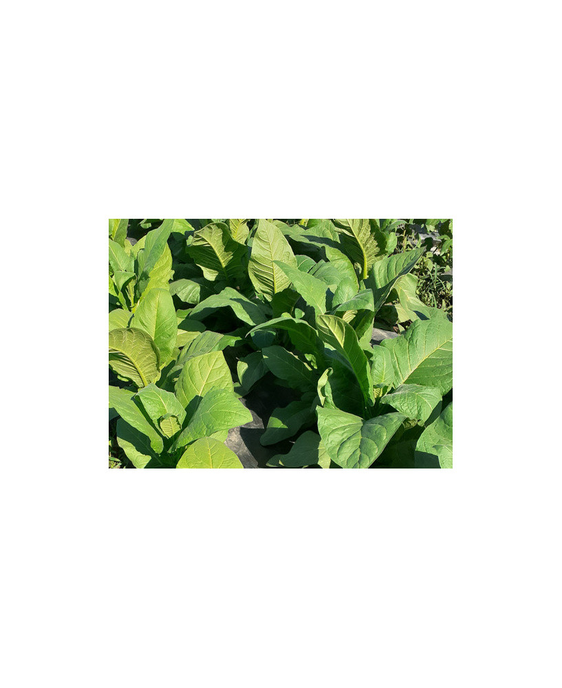 Tabaco Mamut blanco