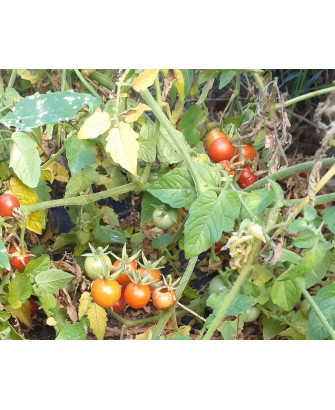 Tomate Cherry Silvestre mini rastrero de Méjico