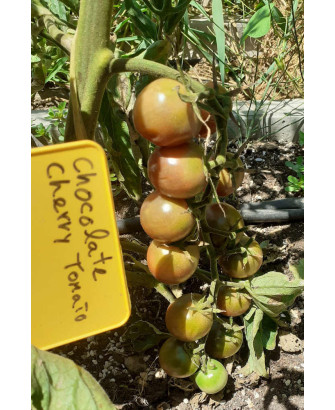 Tomate Cherry Chocolate redondo negro*