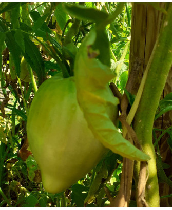 Tomate Corazón de Buey *
