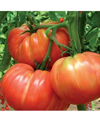 Tomate Bellmonte *