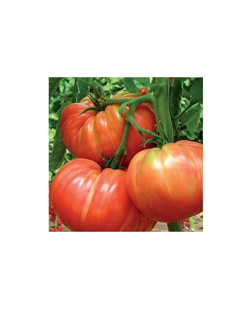 Tomate Bellmonte *