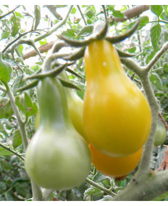 Tomate Cherry pera amarilla *