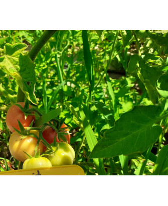 Tomate Margarito de «la verde coop.»
