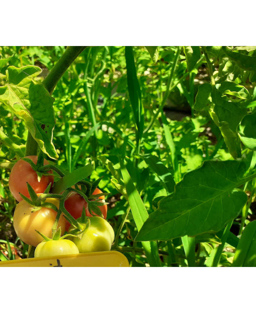 Tomate Margarito de «la verde coop.»