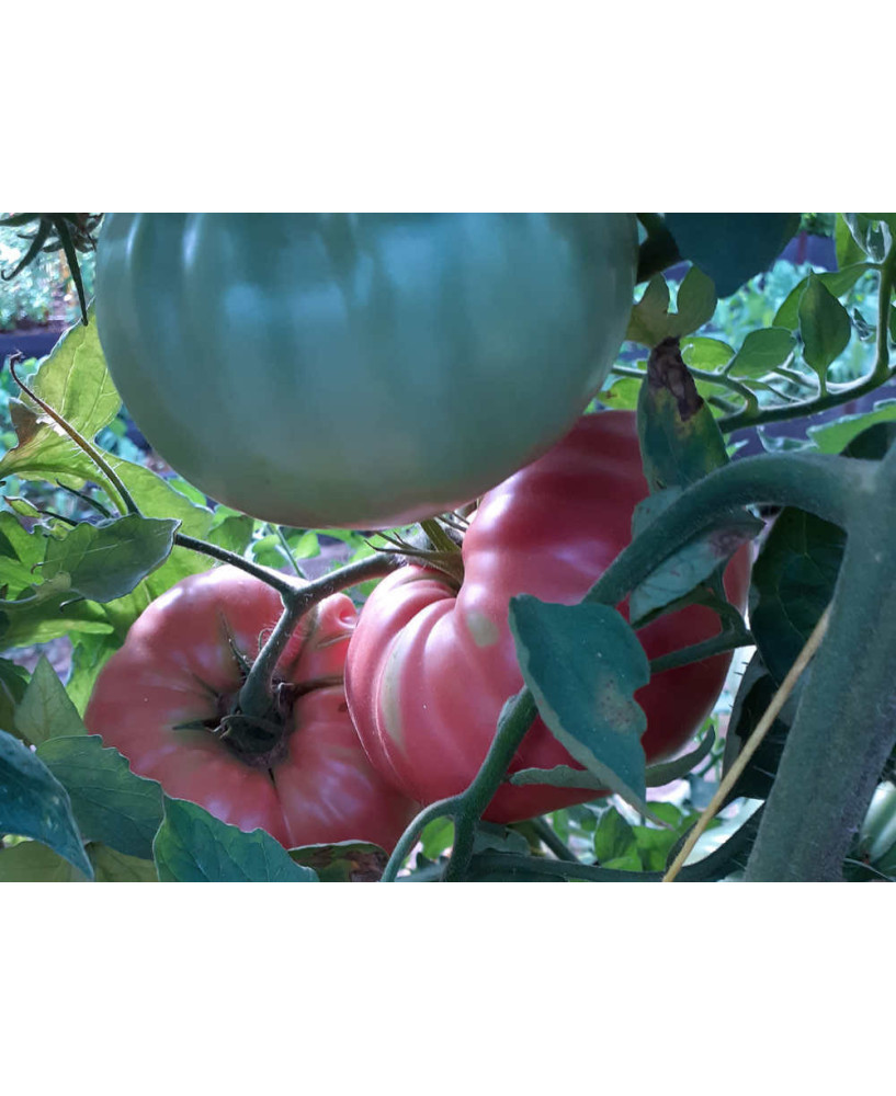 Tomate rosa de Aragón