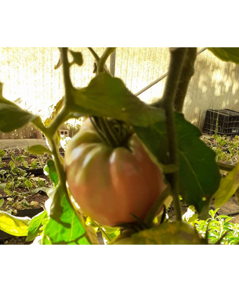 Tomate Corazón de Buey Rosa*