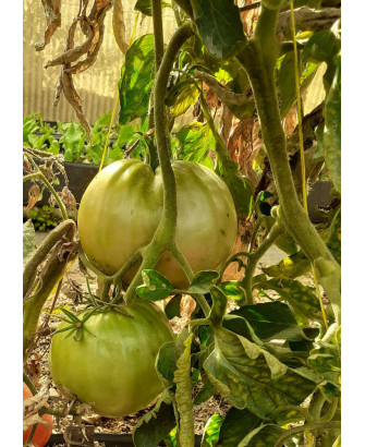 Tomate Corazón de Buey, Pirineo *