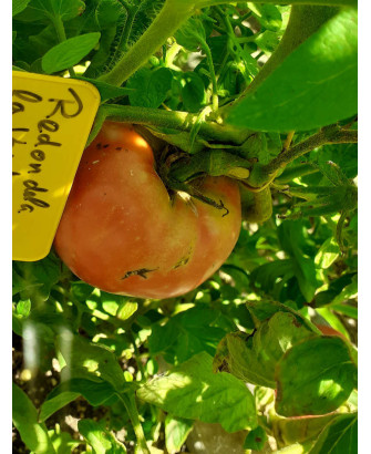 Tomate redondela de «la verde coop.»