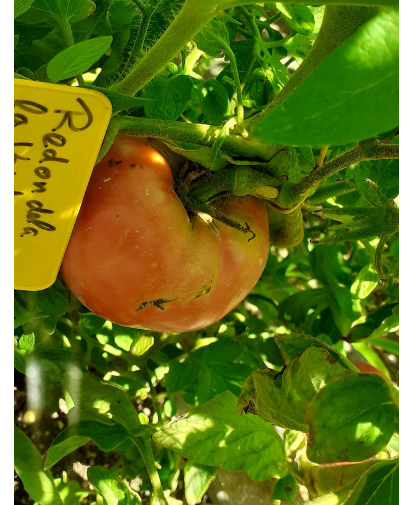Tomate redondela de «la verde coop.»