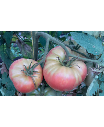 Tomate gigante de Bélgica *