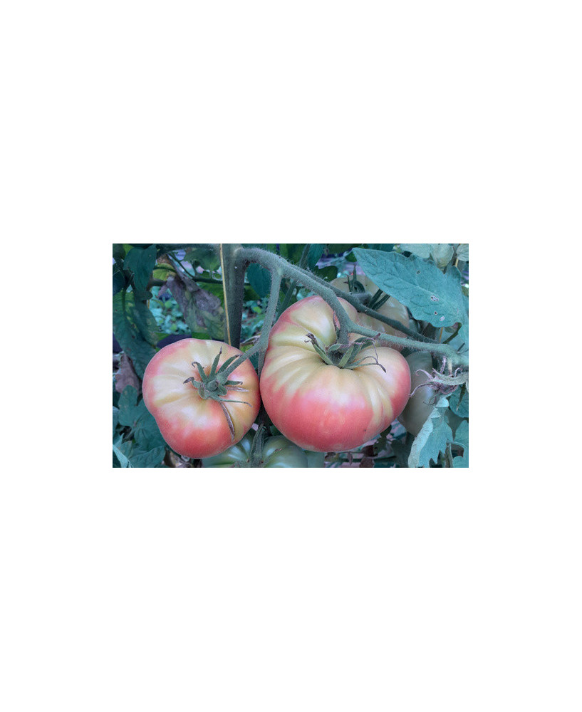 Tomate gigante de Bélgica *