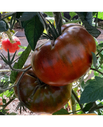 Tomate Paul’s Robeson *