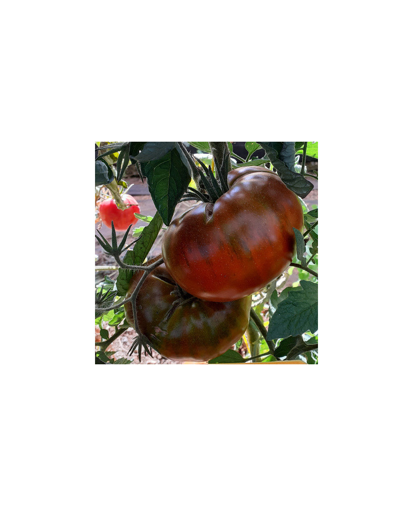 Tomate Paul’s Robeson *