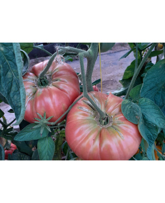 Tomate rosa Brandywine *