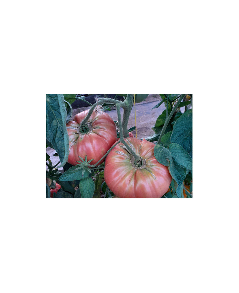 Tomate rosa Brandywine *