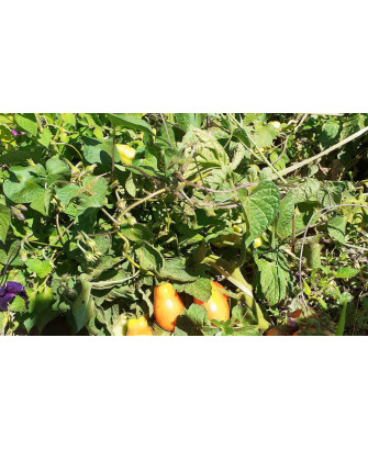 Tomate Pera Rastrera Romaven *