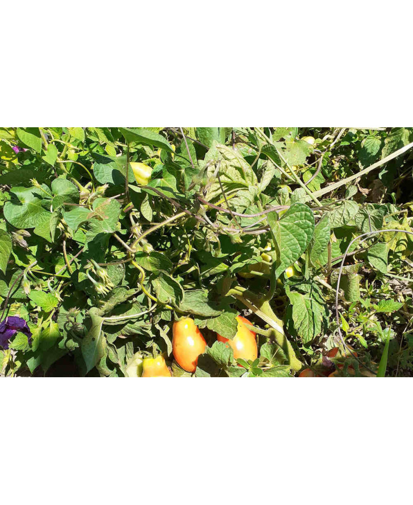 Tomate Pera Rastrera Romaven *