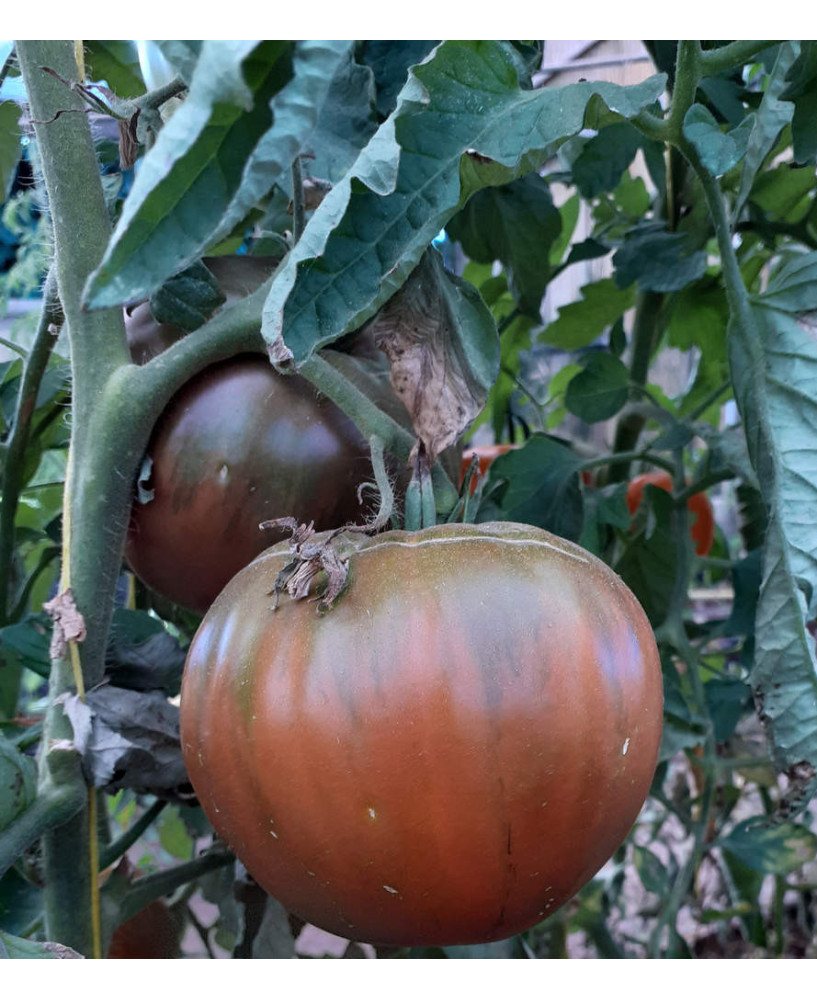 Tomate Corazón de Buey Negro *