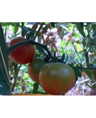 Tomate de colgar redondo de casa