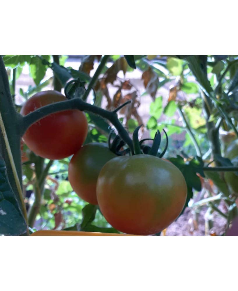 Tomate de colgar redondo de casa