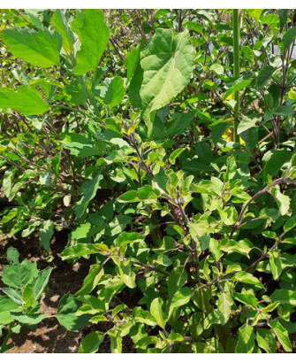 Tulsi Krishna