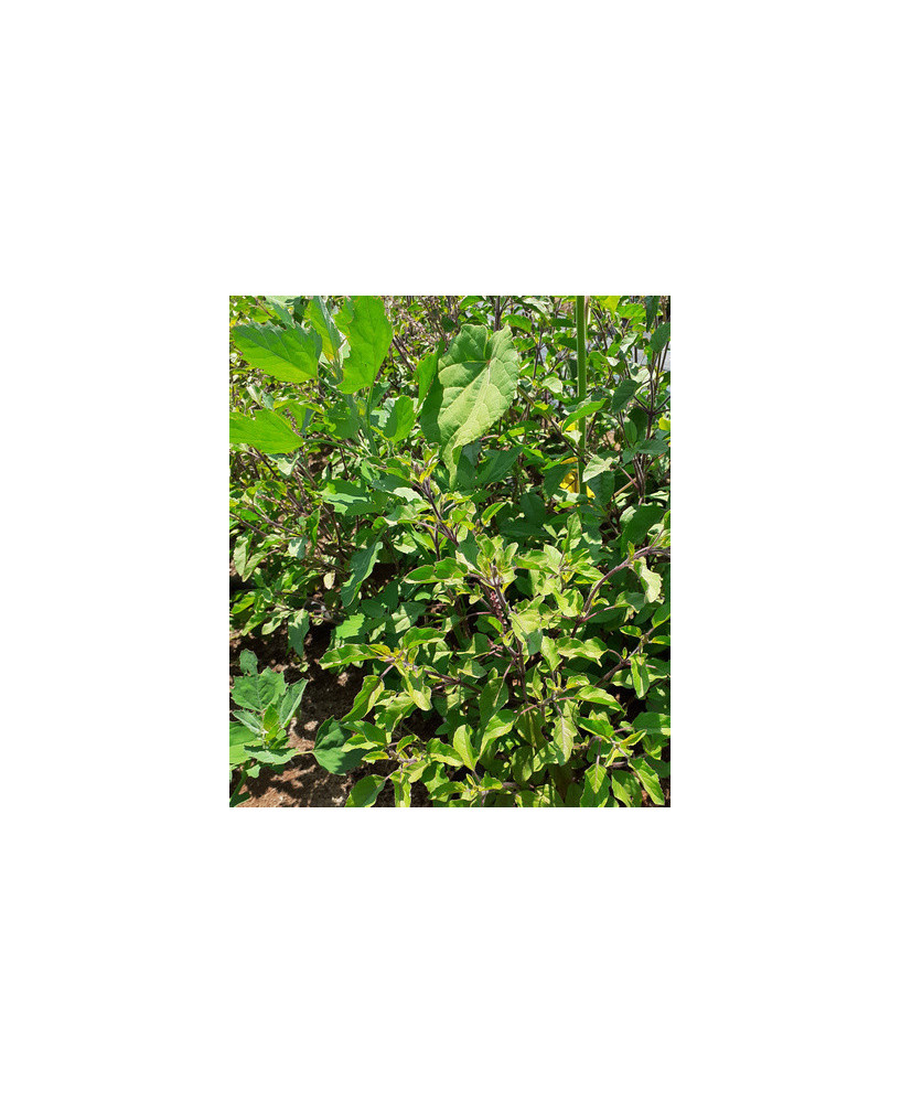 Tulsi Krishna