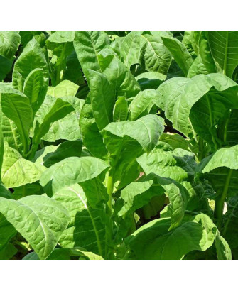 Tabaco de Cuba