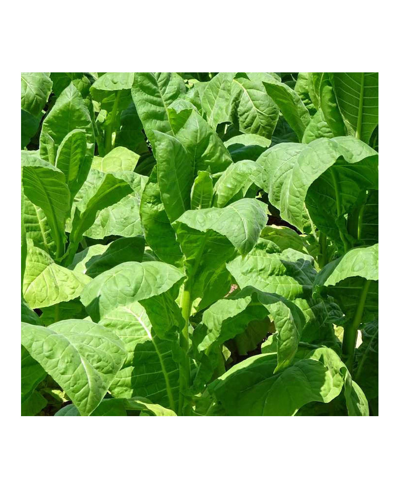 Tabaco de Cuba