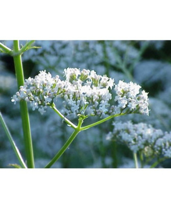 Valeriana