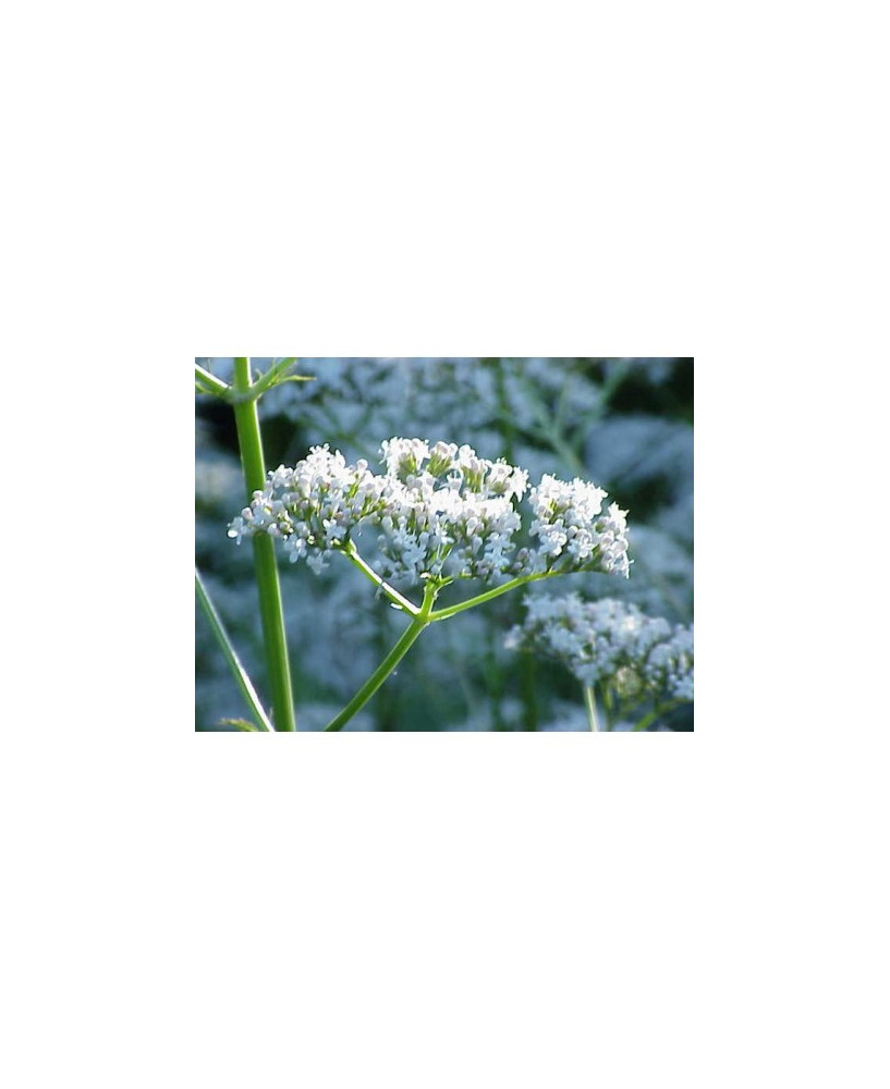 Valeriana