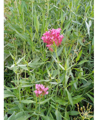 Valeriana roja