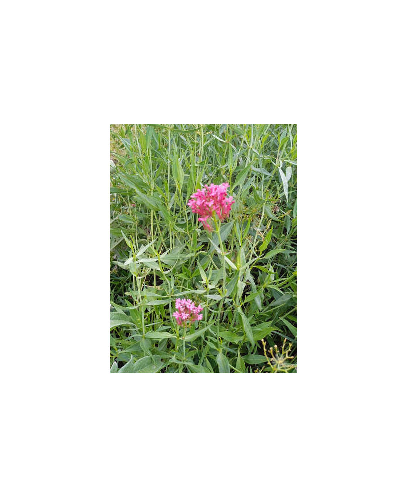 Valeriana roja
