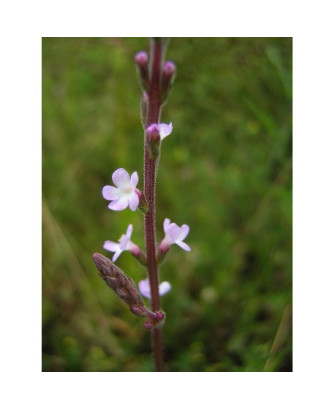 Verbena