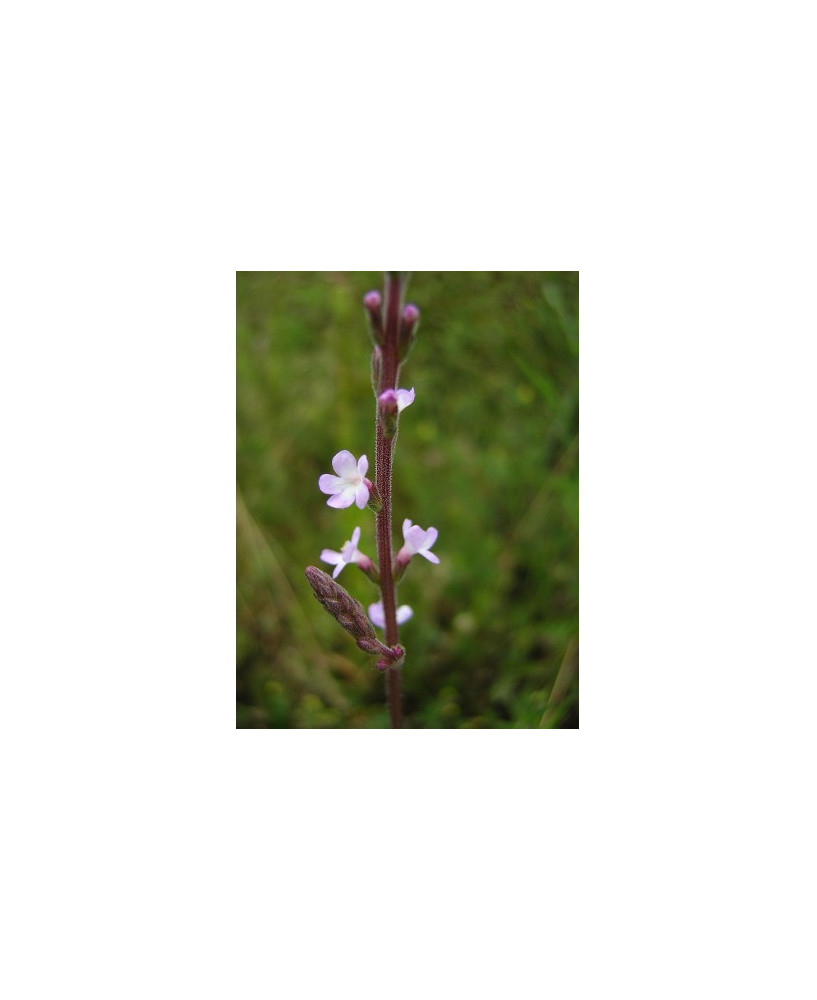Verbena