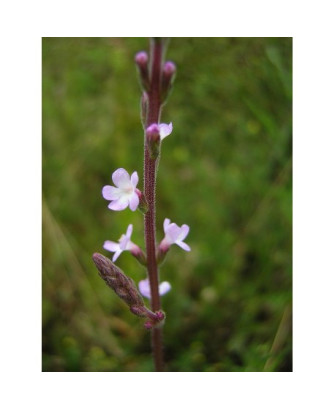 Verbena (S2104XL)