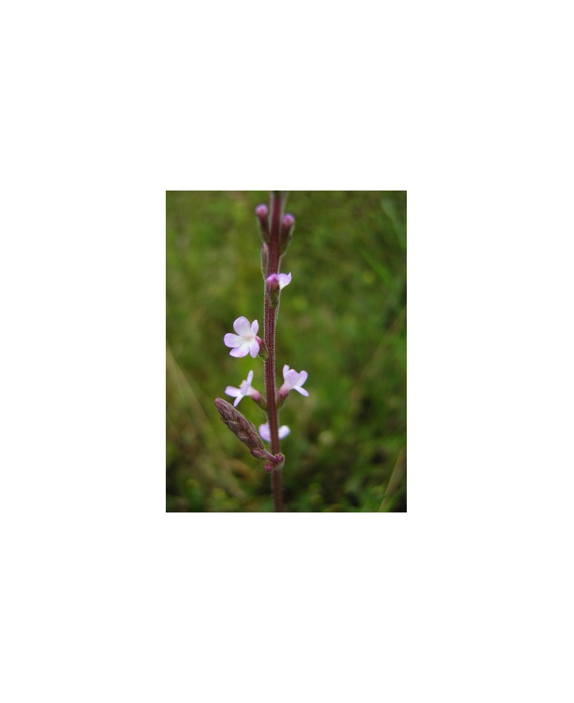 Verbena (S2104XL)