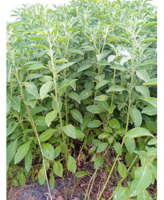 Ashwagandha